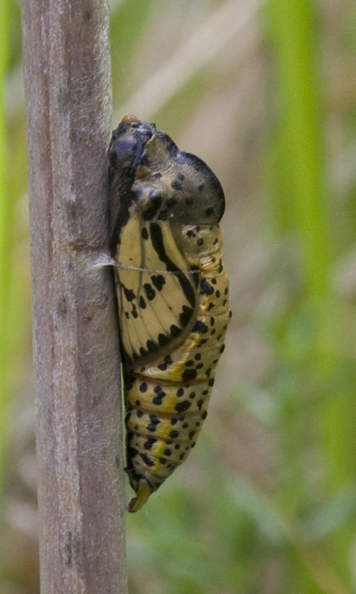 Crisalide di Aporia crataegi.